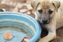 9 bin paket köpek maması ile minik dostlarımızın yanında olacak